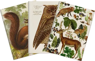 Image de Set de trois carnets Forest Animals