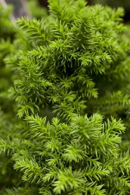Produktbild von Cryptomeria japonica 'Vilmoriniana', Japanische Sicheltanne, 20–25 cm
