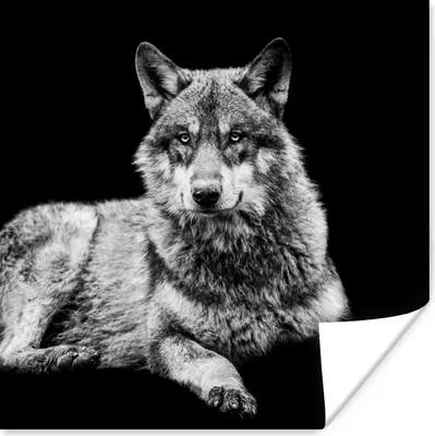 Produktbild von MuchoWow® Poster Wildlife - Wolf - Schwarz - Weiß 100x100 cm - Babyzimmer