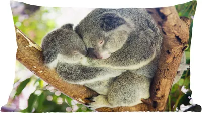 Produktbild von MuchoWow® Zierkissen Sofakissen Wohnzimmer Dekokissen 60x40 cm Koalas - Knuddeln - Tiere - Jungen - Mädchen - Kopfkissen - Polster mit Foto