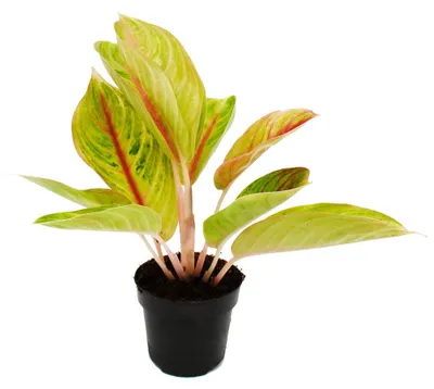 Obrázok produktu pre Aglaonema Rose Parakeet - Pestrofarebný kolíkovec - Nezvy?ajné odrody - 12cm - výška cca 25-30cm