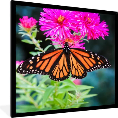 Produktbild von MuchoWow® Gerahmtes Poster Schmetterling - Botanisch - Blume 40x40 cm - Poster mit Schwarzem Bilderrahmen Wandposter Rahmen Foto Bilder - Mit Rahmen - Wanddekoration Schlafzimmer