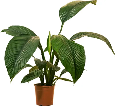 Produktbild von 1x Spathiphyllum Sensation P24 H120