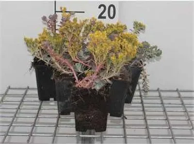 Produktbild von 6 x  Sedum spath. 'Purpureum' - Fettblatt - Topf 9 x 9 cm
