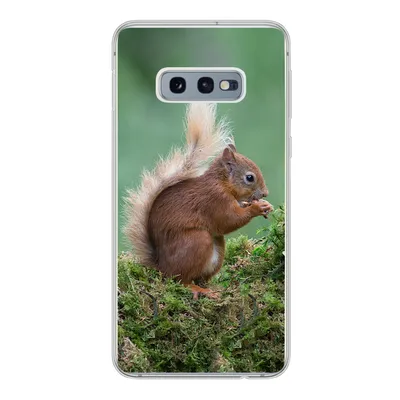 Produktbild von MuchoWow® Handyhülle Schutzhülle Hülle für Samsung Galaxy S10e Eichhörnchen - Wald - Moos Silikon Softcase Handy Hülle - Handy
