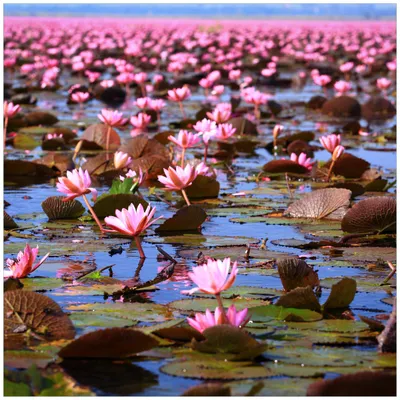 Produktbild von Wallario Premium Glasbild, freischwebende Optik, kräftige Farben, Größe 50 x 50 cm Motiv Seerosenlandschaft mit rosa Blüten