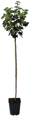 Produktbild von Rolan rote Johannisbeere Hochstamm große Beeren lange Trauben ca. 80-90 cm Stamm im 4-5 Liter Topf