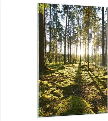 Produktbild von Bilder auf glas - Einteilig - Wald Baum Natur - 80x120cm - Glasbilder - Wandbilder - Bilder - zum Aufhängen bereit - Wanddekoration aus Glas - Glas Bilder - Wandbild auf Glas - GPA80x120-3724