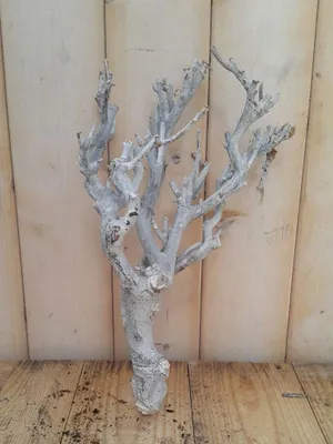 Produktbild von Dekorationszweig weiß 20-30 cm