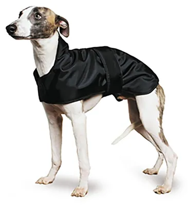 Obrázok produktu pre Ancol – nepremokavá bunda do dažďa pre whippety (windhunde)