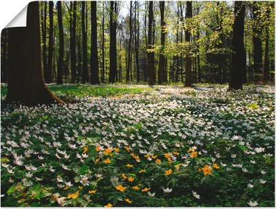 Produktbild von ARTland Poster Frühlingswald bedeckt mit Windröschen Größe: 40x30 cm