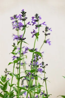 Produktbild von Nepeta sibirica, Katzenminze, blauviolett, ca. 9x9 cm Topf
