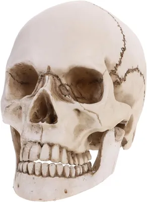 Productafbeelding van 1 Pack Human Skull Model Life Size 1:1 Replica Cracked Skull Resin for Anatomy Life Size Replica Resin Anatomical Tracing Education Skeleton