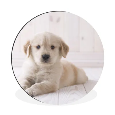 Produktbild von MuchoWow® Aluminium Wandkreis Weißer Golden Retriever Welpe Ø 60 cm Wanddeko Modern Wohnzimmer - Wand Kreis - Wandbild - Schlafzimmer - Aluminium Bild - Kinderzimmer - Wohnzimmer Dekoration - Wandschmuck