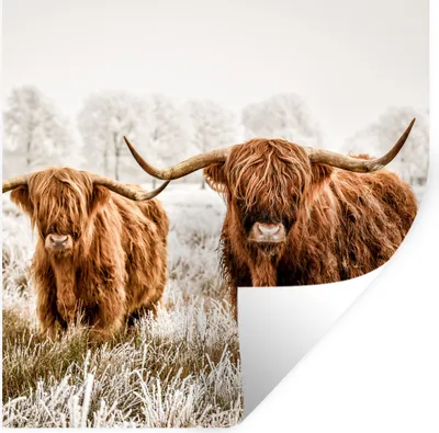 Produktbild von MuchoWow® Wandtattoo Wandsticker Wandaufkleber Schottischer Highlander - Kuh - Tiere 50x50 cm Selbstklebend und Repositionierbar - Selbstklebend - Fototapeten