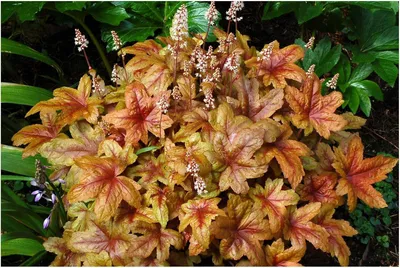Produktbild von Stauden Gänge 1 x Heucherella Hybride 'Brass Lantern' im 1 Liter Topf - Purpurglöckchen / Heuchera - Ein Farbfeuerwerk aus Bernstein und Kupfer