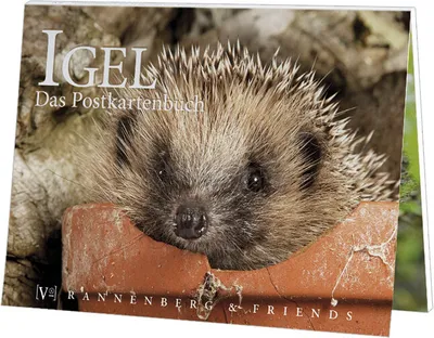 Produktbild von Postkartenbuch Igel Postkartenbücher Ansichtskarte Postkarte