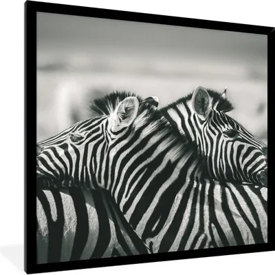 Produktbild von MuchoWow® Gerahmtes Poster Kuschelige Zebras 40x40 cm - Poster mit Schwarzem Bilderrahmen Wandposter Rahmen Foto Bilder - Mit Rahmen - Wanddekoration Schlafzimmer