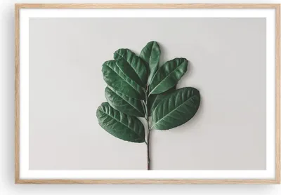 Produktbild von Gerahmtes Poster - Rahmen in heller Eiche - Blätter Pflanzen Botanik - 91,5x61 cm - Wand Bild - Wanddeko - Wandbilder - Kunstposter - Wandposter - Bilderrahmen - Bilder - Kunstdruck - P2NAA91x61-4956