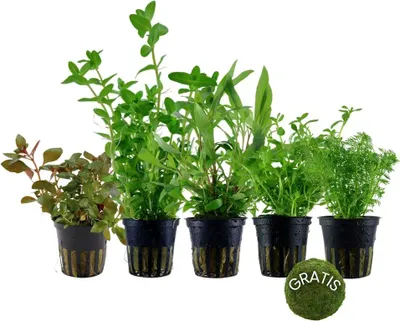 Produktbild von Pflanzen Set mit 5 Anti Algen Aquarium Wasserpflanzen + Mooskugel AquaOne Nr.110