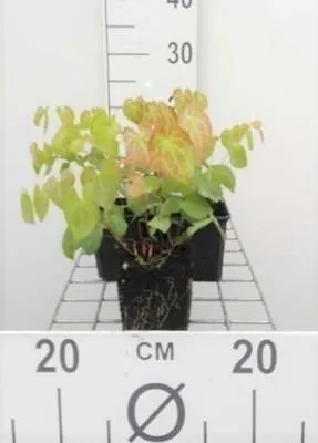 Zdjęcie produktu dla 6 x Epimedium versicolor 'Sulphureum' - Kwiat bluszczu - doniczka 9 x 9 cm