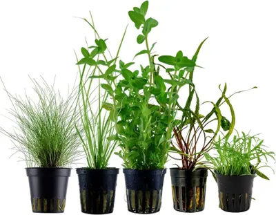 Produktbild von Pflanzen Set mit 5 Einsteiger Topf Aquarium Wasserpflanzen AquaOne Nr.221