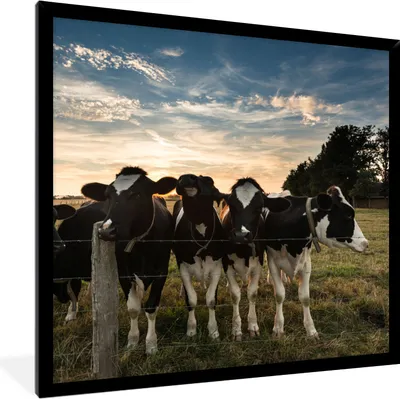 Produktbild von MuchoWow® Gerahmtes Poster Tiere - Kuh 40x40 cm - Poster mit Schwarzem Bilderrahmen Wandposter Rahmen Foto Bilder - Mit Rahmen - Wanddekoration Schlafzimmer