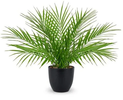 Immagine prodotto di Pianta artificiale 40,6 cm nera - Decorazione moderna