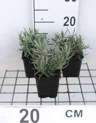 Immagine prodotto di 6 x Lavandula int. 'Dutch' - Lavanda - vaso 9 x 9 cm