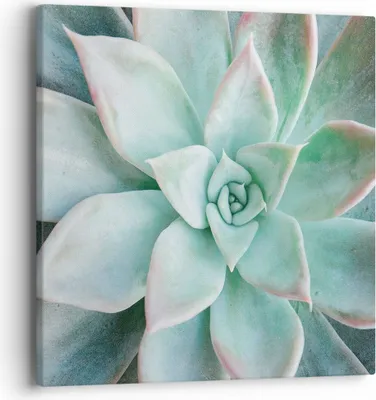 Produktbild von Bild auf Leinwand - Leinwandbild - Einteilig - Blau Blätter Agave - 40x40cm - Wand Bild - Wanddeko - Wandbilder - Leinwanddruck - Bilder - Wanddekoration - Leinwand bilder - Wandbild - AC40x40-4628