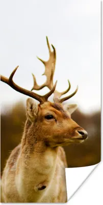 Produktbild von MuchoWow® Poster Damhirsch - Wald - Herde - Tiere - Natur 20x40 cm - Plakat - Foto