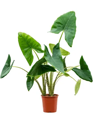 Obrázek produktu pro Gardners Alocasia Zebrina, průměr 24 cm