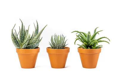 Obrázok produktu pre Gardners Aloe mix, priemer 8,5 cm