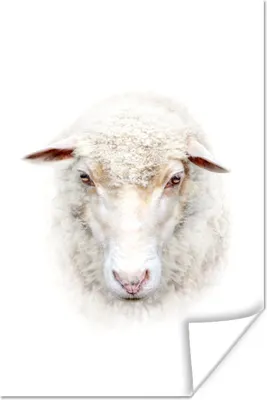 Produktbild von MuchoWow® Poster Schafe - Porträt - Wolle 80x120 cm - Papierdruck