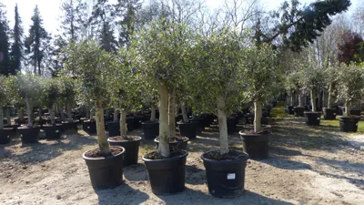 Produktbild von Olivenbaum 20J 180 - 220 cm St.20-30 + 20L Palme St.40 - 60 cm im Set, beste Qualität, winterhart, Trachycarpus Olive