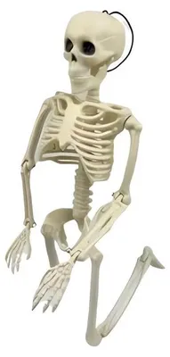 Zdjęcie produktu dla Verk 26132 Ludzki szkielet dekoracja na Halloween 40 cm