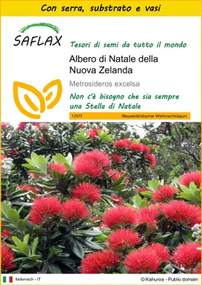 Immagine prodotto di SAFLAX Insieme di coltivazione - Albero di Natale della Nuova Zelanda - 300 semi - Metrosideros