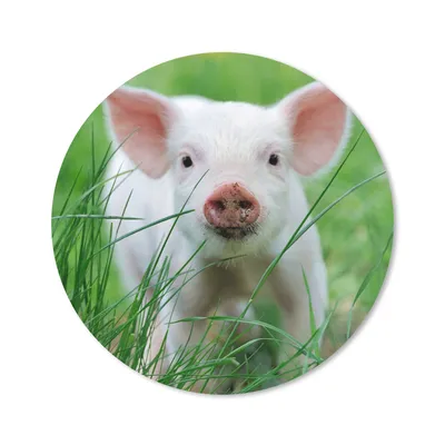 Produktbild von MuchoWow® Mauspad Mousepad Schwein - Tiere - Groß 30x30 cm - Mousepads - Maus Mat - Pad - Mausunterlage - Tischunterlage - Schreibtischmatten
