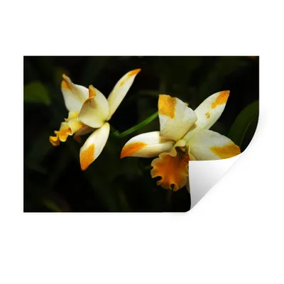 Produktbild von MuchoWow® Wandtattoo Wandsticker Wandaufkleber Zwei Orchideenblüten 90x60 cm Selbstklebend und Repositionierbar - Aufkleber