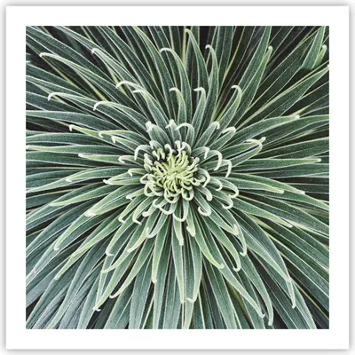 Produktbild von Poster - Poster ohne Rahmen - Agave Grün Pflanze - 60x60 cm - Wand Bild - Wanddeko - Wandbilder - Kunstposter - Wandposter - Bilder - Kunstdruck - Wanddekoration - Wandbild - P2XAC60x60-4905