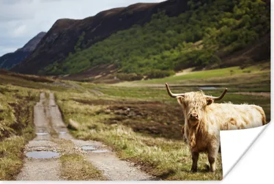 Produktbild von MuchoWow® Poster Schottische Highlander - Pfad - Wald 120x80 cm - Bilder