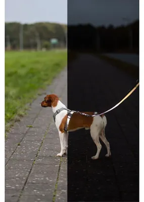 Produktbild von TRIXIE Premium Reflect Verlängerungsleine - grafit - 2,00 m/25 mm