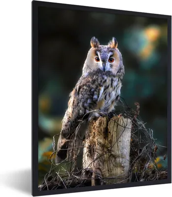 Produktbild von MuchoWow® Gerahmtes Poster Eule - Herbst - Vogel - Äste 60x80 cm - Poster mit Schwarzem Bilderrahmen Wandposter Rahmen Foto Bilder - Premium - Wanddeko Wohnzimmer
