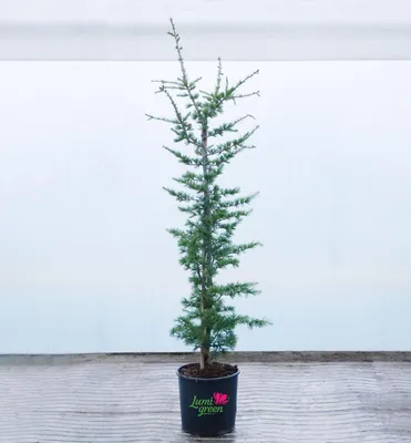 Produktbild von Atlas-Zeder, 90-100 cm, Cont. 9 l