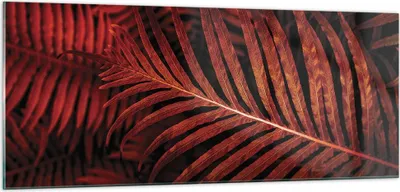 Produktbild von Bilder auf glas - Einteilig - Rot Blätter Palmen - 100x40cm - Glasbilder - Wandbilder - Bilder - zum Aufhängen bereit - Wanddekoration aus Glas - Glas Bilder - Wandbild auf Glas - GAB100x40-4816