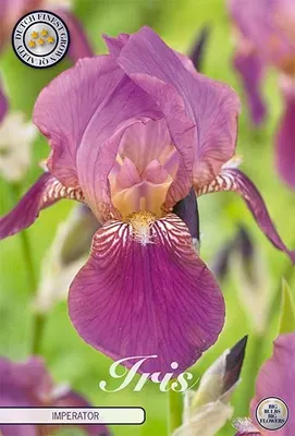 Artikelbild 2 von 'Iris Germanica Imperator (1 Stück)' aus der Kategorie Schwertlilienknollen / Iris