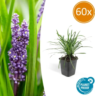 Immagine prodotto di Liriope muscari 'Moneymaker' - Vaso da 9 cm - Set di 60 piante
