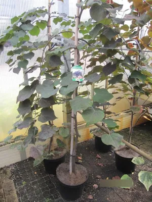 Produktbild von Cercis canadensis Ruby Falls - Hängender Judasbaum - 150-175cm