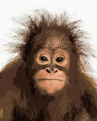 Produktbild von Zuty - Malen nach Zahlen - JUNGER ORANGUTAN, 40x50 cm, ohne Keilrahmen