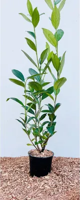 Produktbild von Prunus laurocerasus 'Caucasica', Kirschlorbeer, immergrün, 60–100 cm